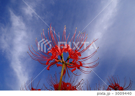 童話の村の彼岸花 3009440