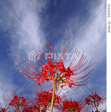 童話の村の彼岸花 童話の村の彼岸花 3009442