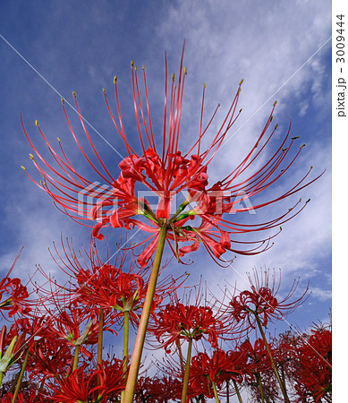 童話の村の彼岸花 3009444