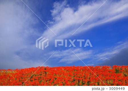 童話の村の彼岸花 3009449