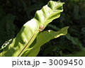 3009450