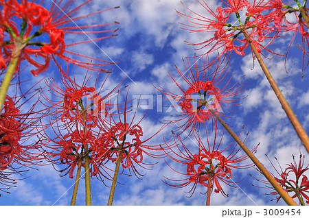 童話の村の彼岸花 3009454