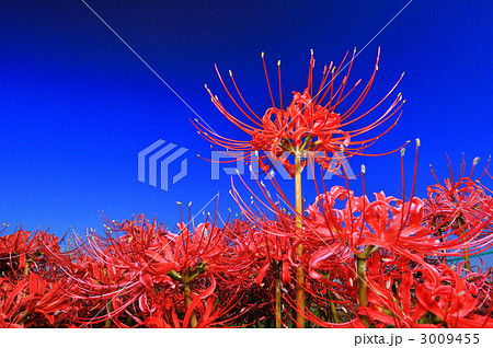 童話の村の彼岸花 童話の村の彼岸花 3009455