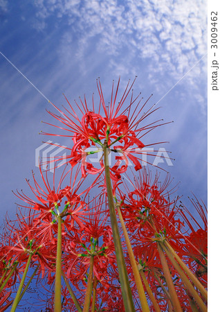 童話の村の彼岸花 童話の村の彼岸花 3009462