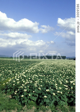 20003　北海道網走　ジャガイモ畑 3009586