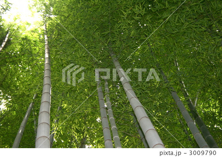 美しい竹の庭が有名な報国寺を訪れて 3009790