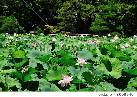 蓮の花咲く白山公園 蓮の花咲く白山公園 3009946