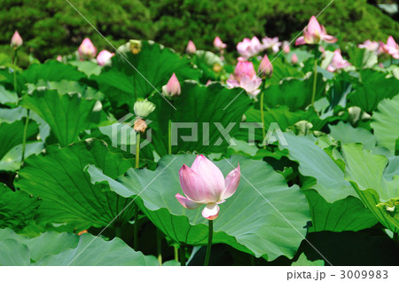 ハスの花 3009983