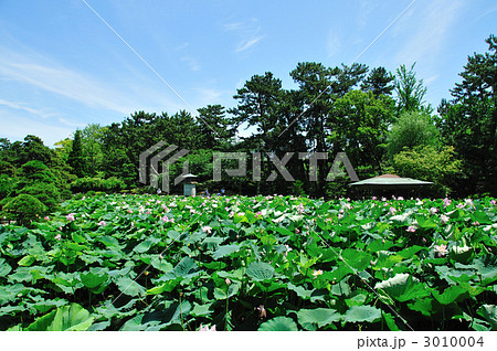 蓮の花咲く白山公園 3010004