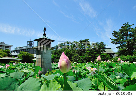 蓮の花咲く白山公園 3010008