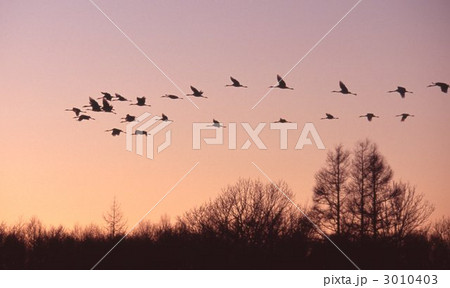 丹頂帰巣 3010403