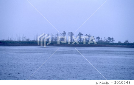 野付半島のトドワラ  3010543