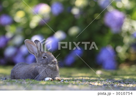 うさぎ 3010754