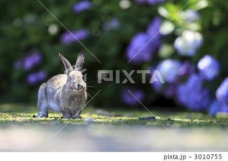 うさぎ 3010755