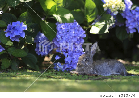 うさぎ 3010774