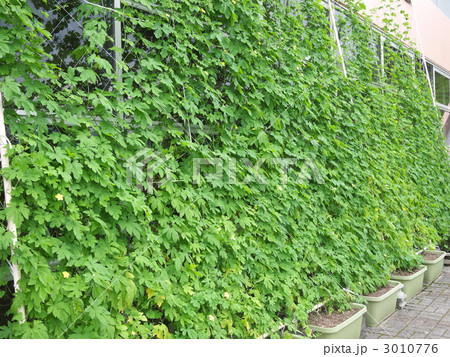 緑のカーテン 3010776