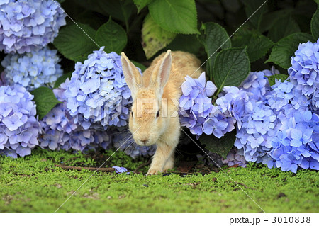 うさぎ 3010838