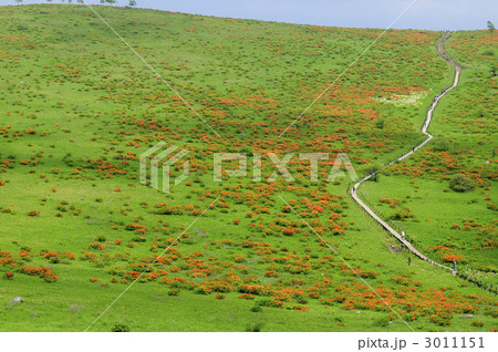レンゲツツジの群生する霧ヶ峰湿原 3011151
