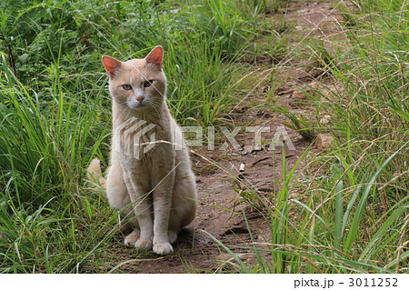 食べ物をねだる捨て猫 食べ物をねだる捨て猫 3011252
