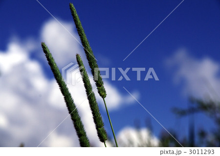 夏草 3011293