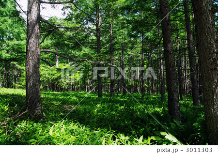 木立 木立 3011303