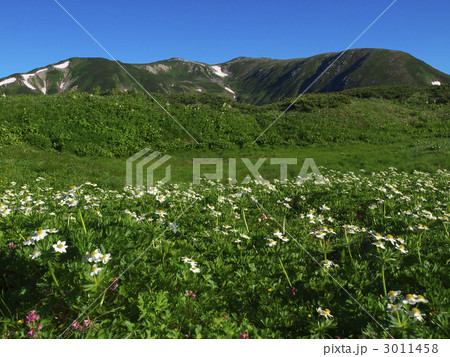 ハクサンイチゲと双六岳 3011458
