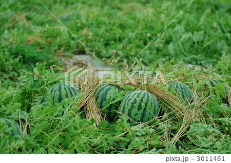 西瓜の畑 西瓜の畑 3011461