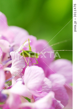 紫陽花とツユムシ 3011476
