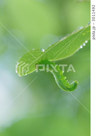 芋虫 芋虫 3011492