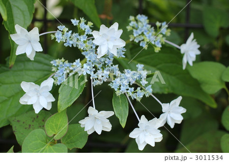 がく紫陽花の花 3011534
