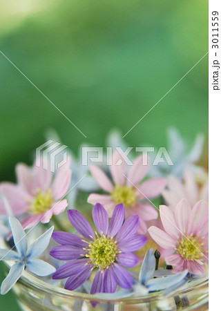 ガーデンフラワー 3011559