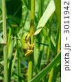 アマガエル 3011942