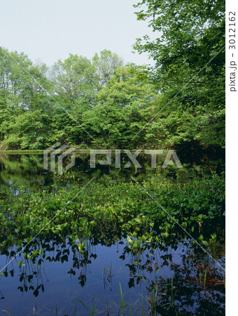 矢の原湿原 3012162