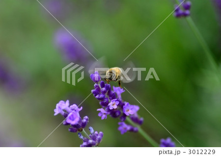 ミツバチとラベンダー ミツバチとラベンダー 3012229
