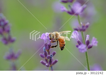 ミツバチとラベンダー ミツバチとラベンダー 3012242