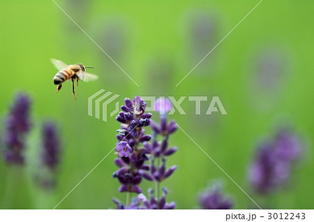 ミツバチとラベンダー ミツバチとラベンダー 3012243