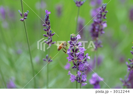 ミツバチとラベンダー ミツバチとラベンダー 3012244