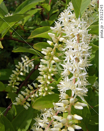 コバノズイナ コバノズイナ 3012245