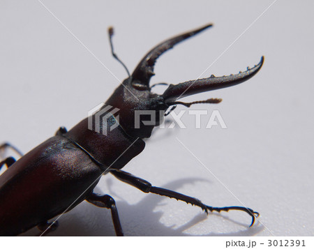 ノコギリクワガタ 3012391