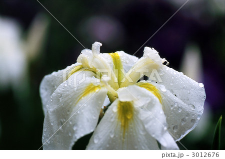 水滴のある花しょうぶ 3012676