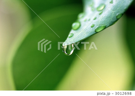 水滴のある葉 3012698