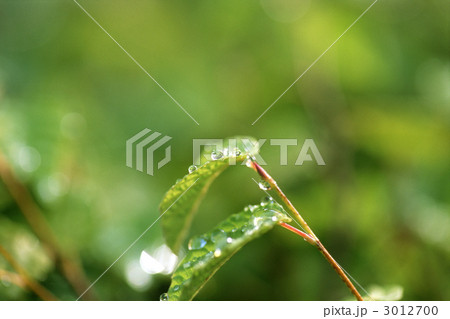 水滴のある葉 3012700