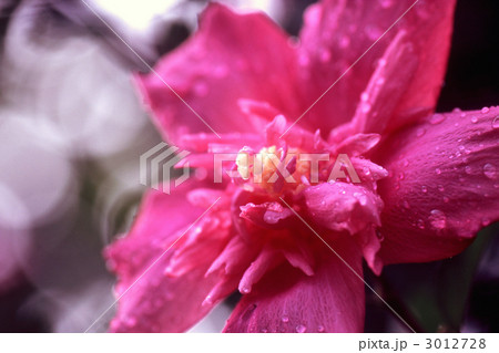 水滴のあるムクゲの花 3012728