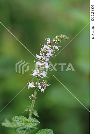 野生のオランダハッカ 野生のオランダハッカ 3012834