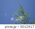 青空と竹 3012917