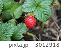 蛇苺 3012918