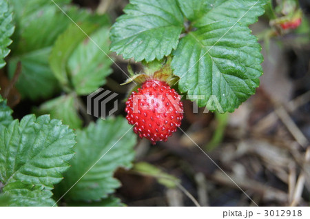 蛇苺 3012918