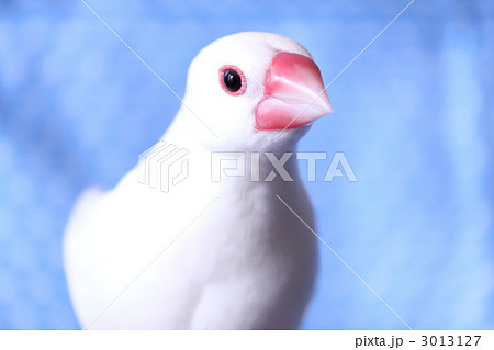 ちょっとびっくりした表情の文鳥のぶんちゃんの写真素材 [3013127] - PIXTA