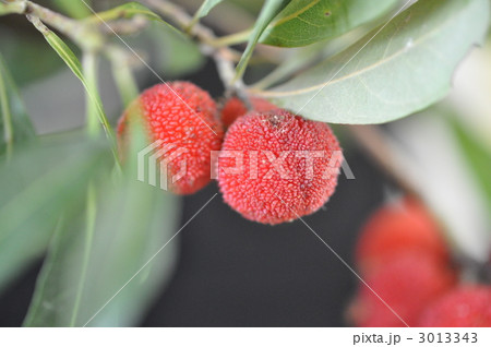 ヤマモモ 3013343