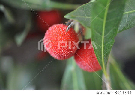 ヤマモモ 3013344